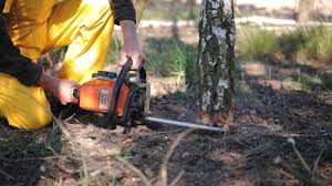 Best Tree Planting Services  in South River, NM